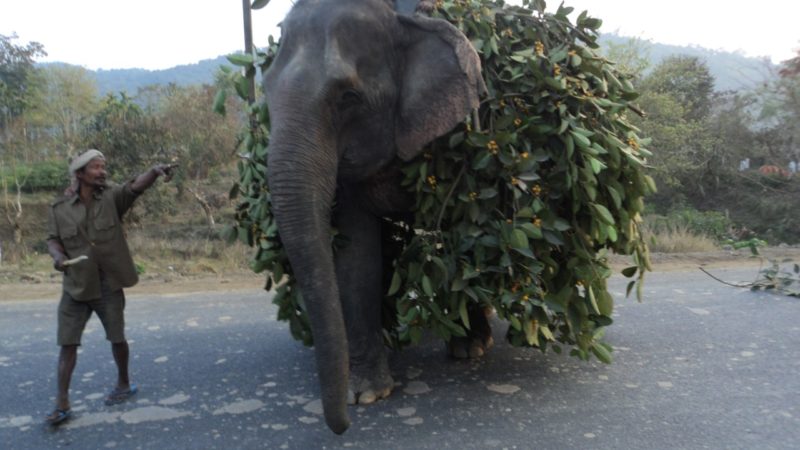 Elefanten Transport anstelle von LKW. 