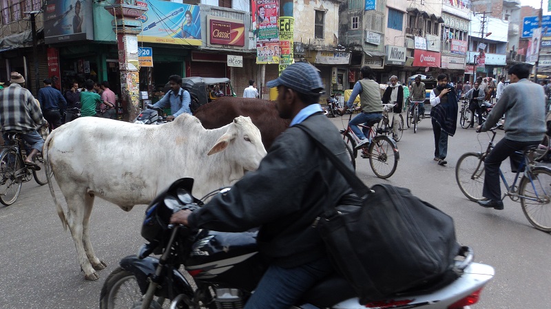 Varanasi grosses Chaos auf den -Strassen, doch Kühe haben Vortritt.